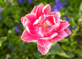 郁金香03-8614