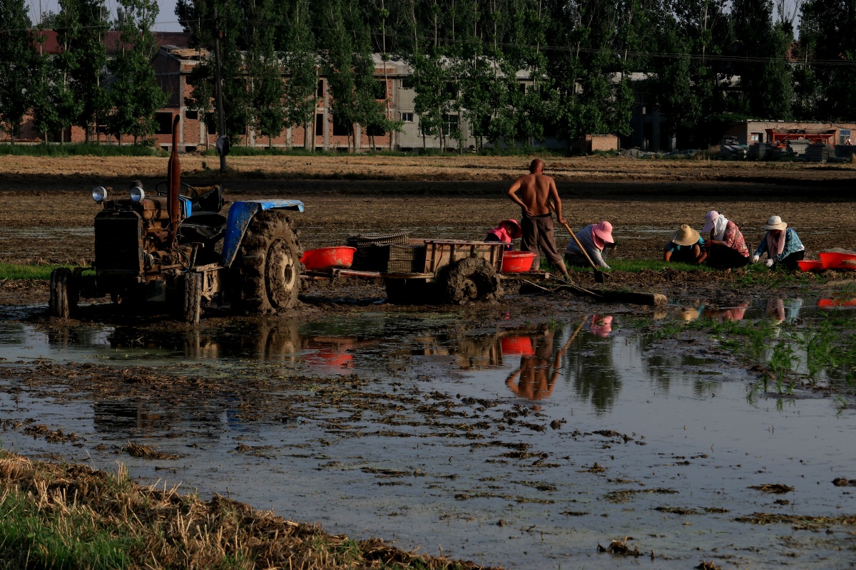 高温下农民辛苦劳作.