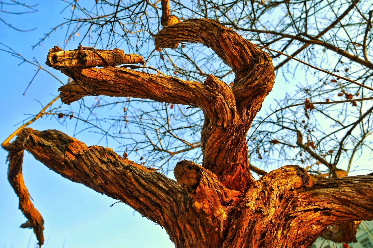 老树坚韧的树干根植于沃土之中