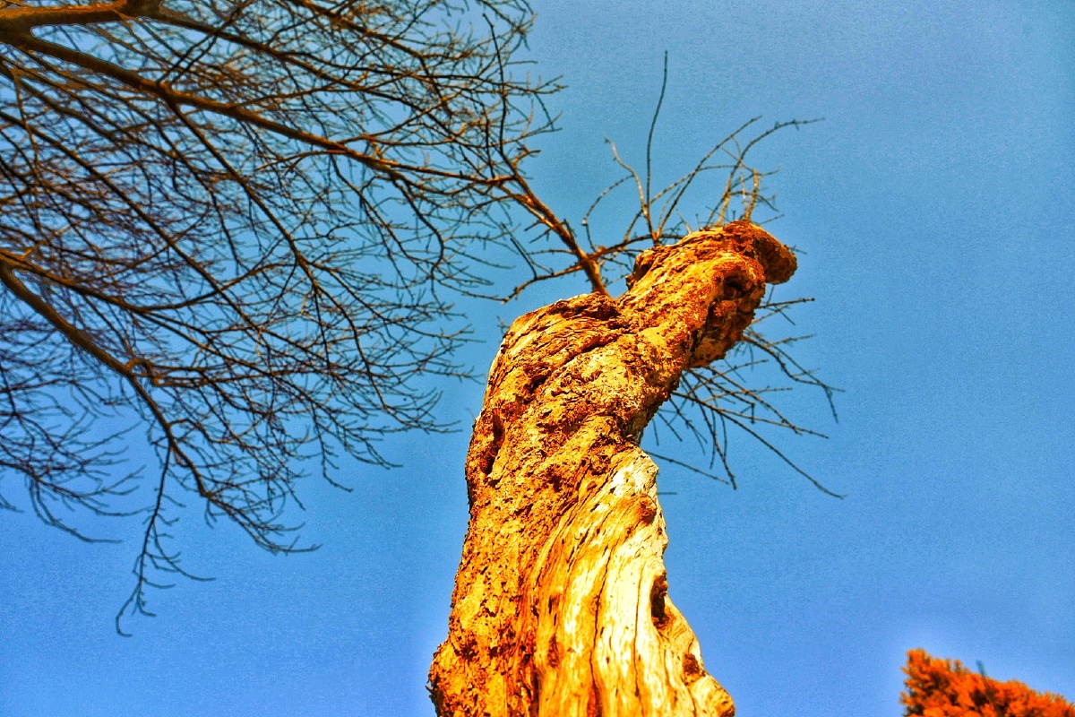 老树坚韧的树干根植于沃土之中