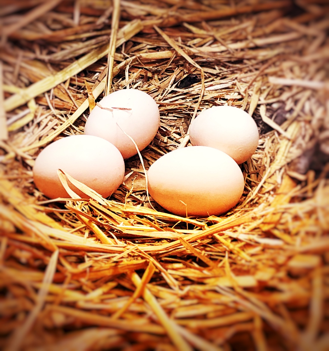 偶然发现鸡窝里有四个鸡蛋大手一把抓起