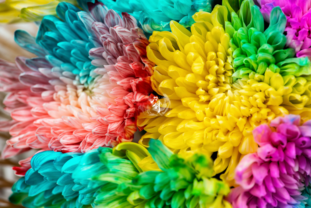 七色花 - 刀剑如梦 - 图虫