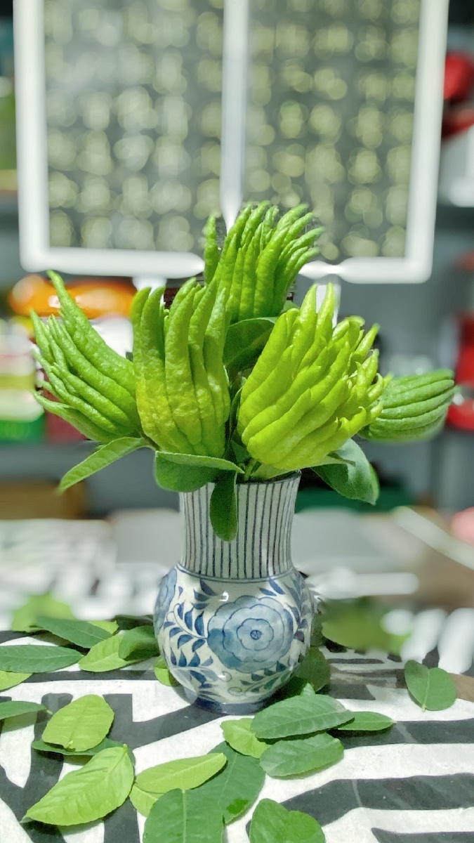 清水养佛手给自己的中秋礼物