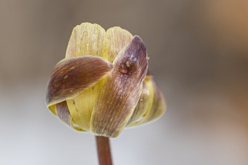 _DSC0537