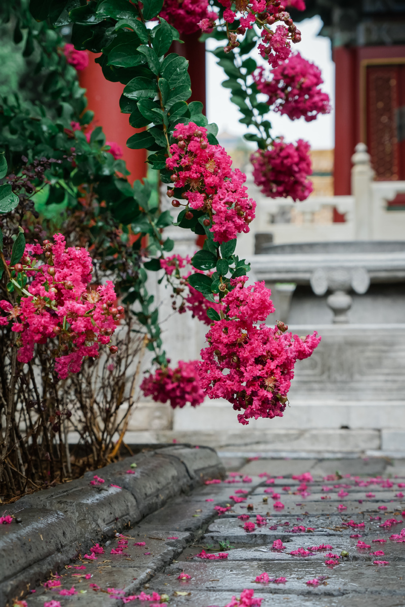 八月的紫禁城是紫薇花绽放的季节盛夏御花园雨后花开更艳