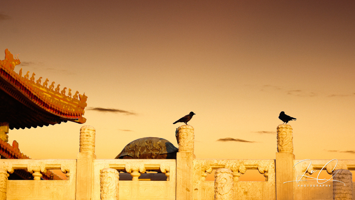 紫禁城的乌鸦每到日落时分故宫里游人散尽总会看到大群的乌鸦盘旋在