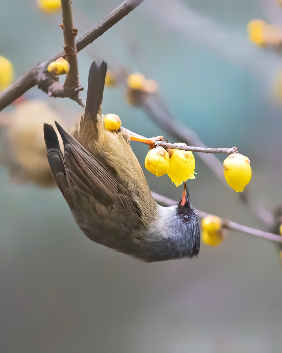 腊梅花上的黑颏凤鹛