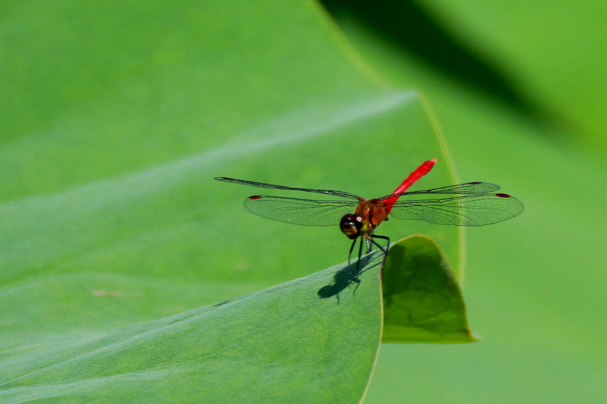 荷花与蜻蜓