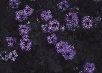 C9566EC0-85D1-4059-9849-D78E251DC7B7/L0/001