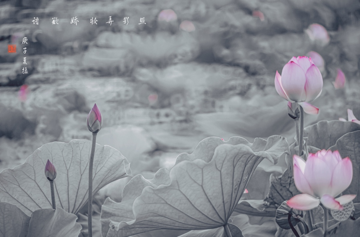 荷花拍摄多种多样都喜欢鲜艳的色彩清淡荷塘荷叶突出花朵的对话不知