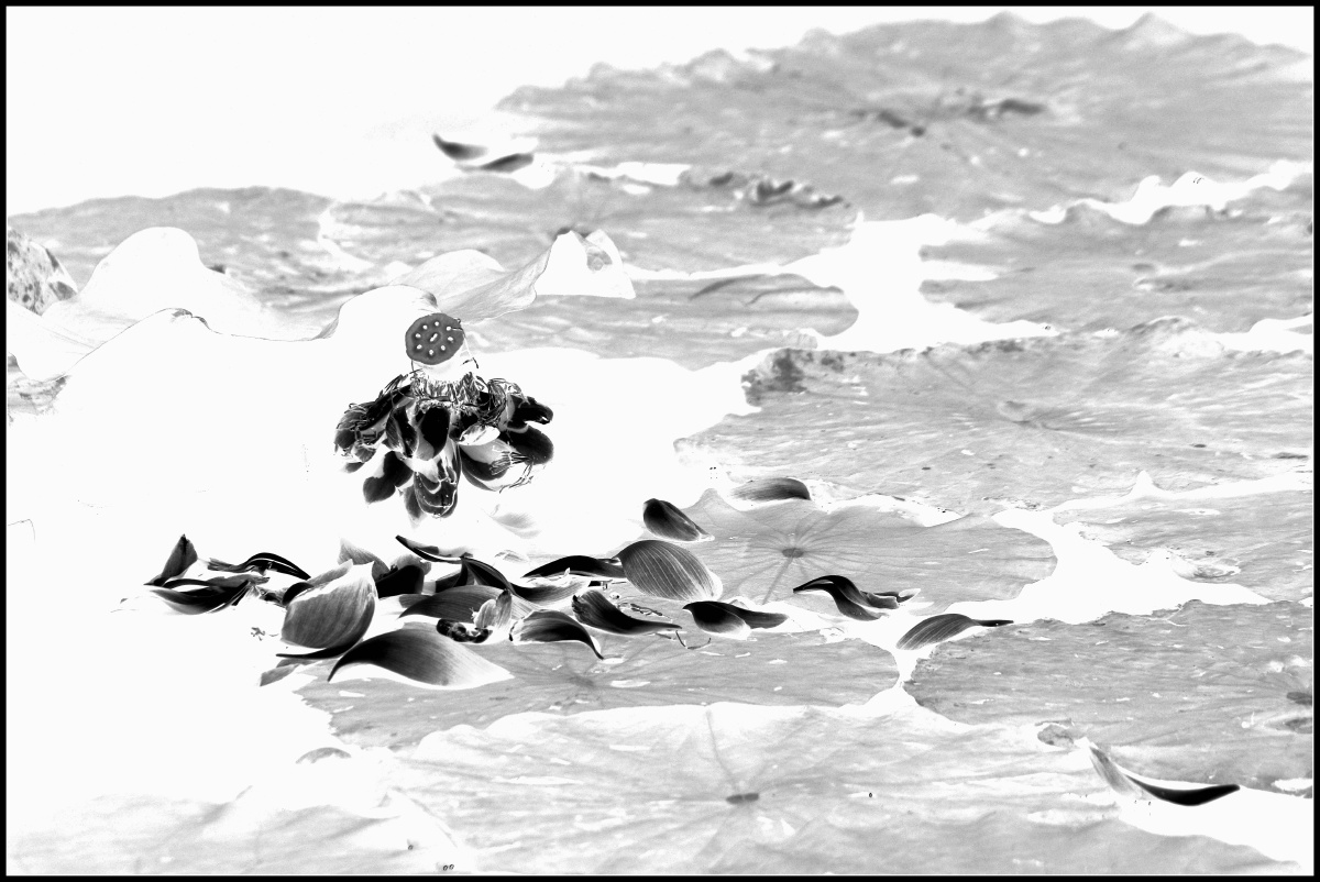 荷花(黑白)