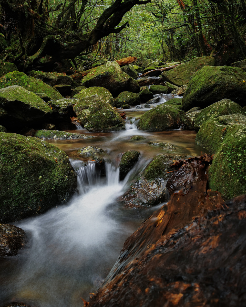 屋久岛的小溪 - 红色的懒猫 - 图虫