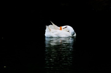 AMGP0027_