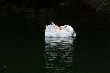 AMGP0027_