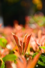 DSC_5927a