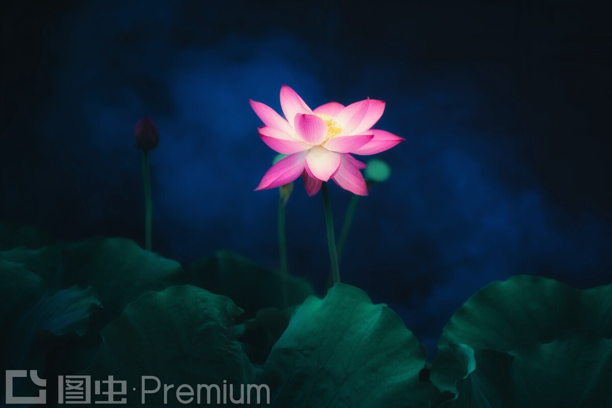 西湖的荷<br />
亭亭玉立的荷花正是西湖的气质所在。