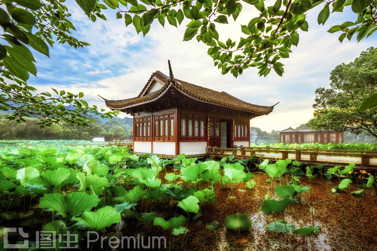 曲院风荷的荷花季相比樱花季也不逊色。<br />
接天的莲叶和蔓延的树枝充满了整个画面。<br />
使用了CPL滤镜去掉了反光。