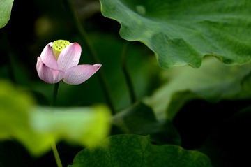 _DSC6290_