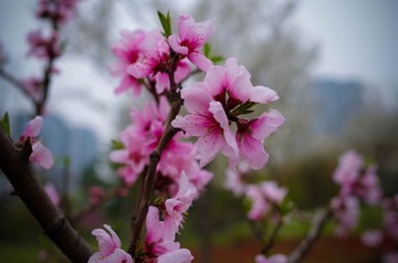 _IMG1453-1