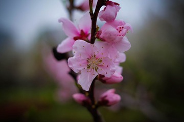 _IMG1456-1