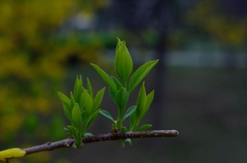 _IMG1451-1