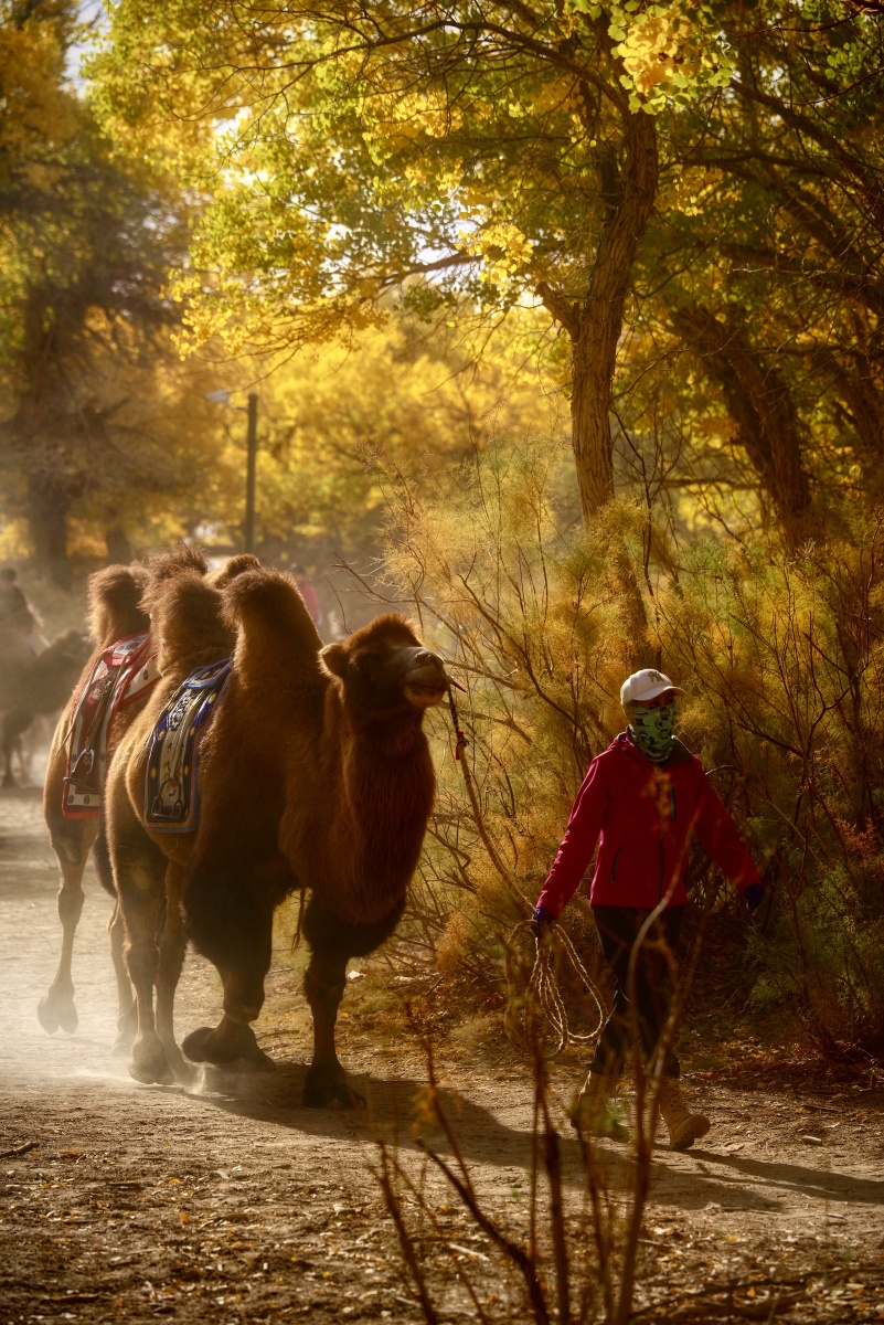 额济纳骆驼与胡杨林
