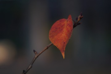 1090061