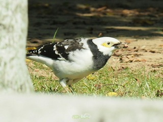 IMG_20161105_185226_wm