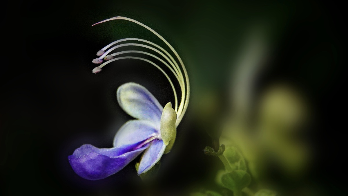 美丽的蓝蝴蝶花