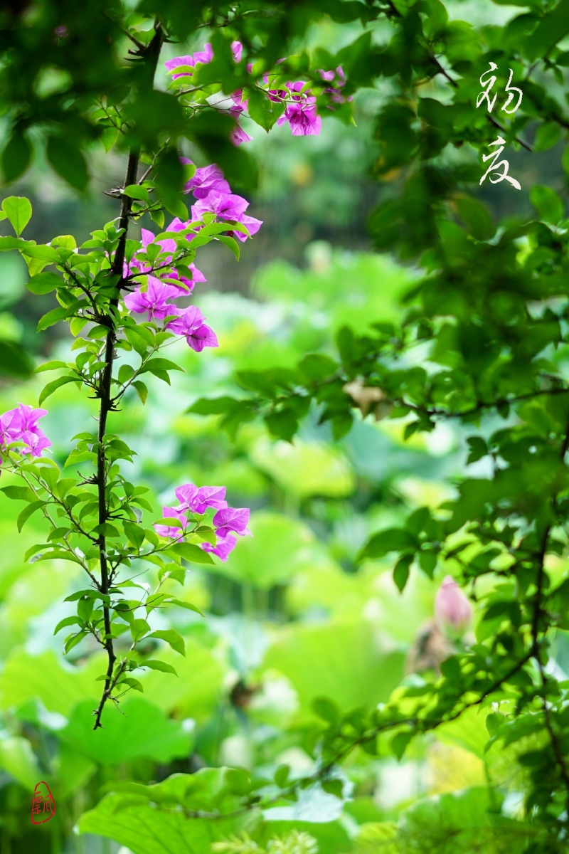 初夏无需开满树初夏更多情