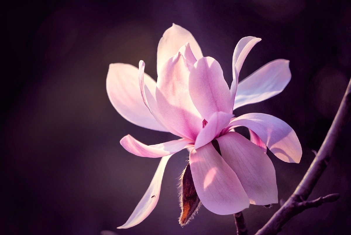 粉美人玉兰重瓣一年三次开花仙气十足