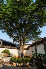 MAD_4937