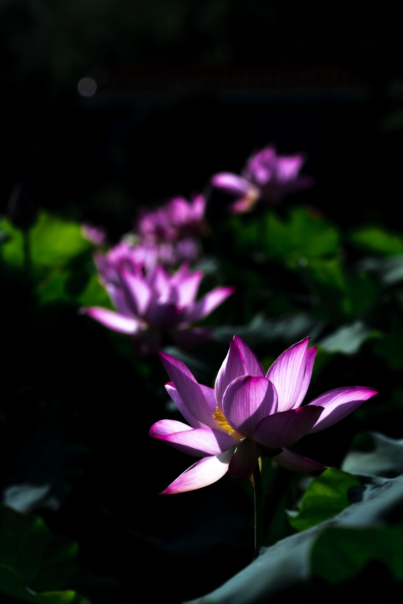 学习老法师拍荷花