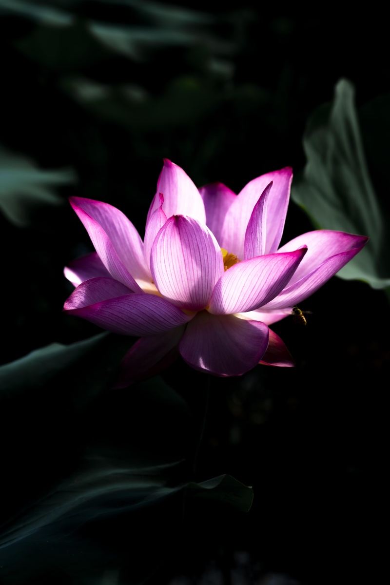 学习老法师拍荷花