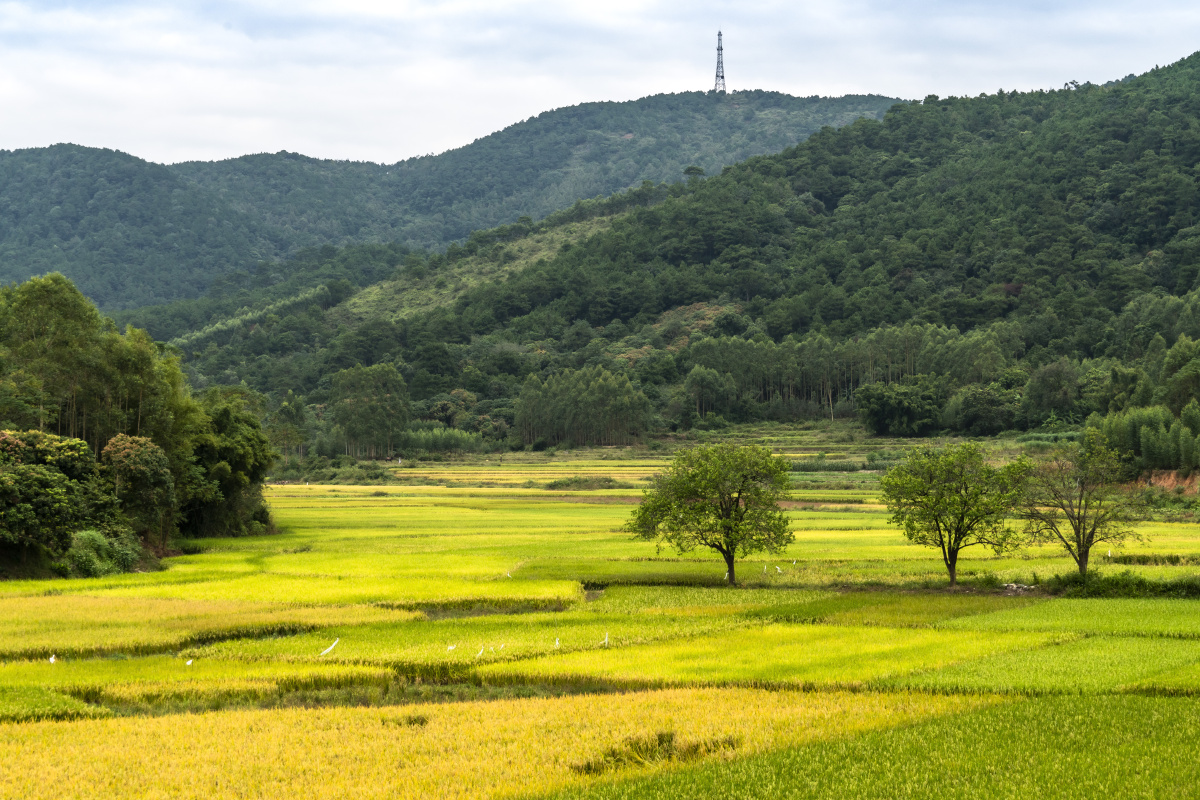 小董镇尖岭脚稻田与梨树