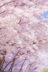 1BC715DE-5E85-477C-B6BF-01972157C21F/L0/001