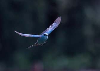 BE27BB2A-EF87-4DC9-9BDF-CC2AE9C4DDB9/L0/001