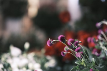 C96CDC48-F970-4D25-A54F-ADDAEA7A763E/L0/001