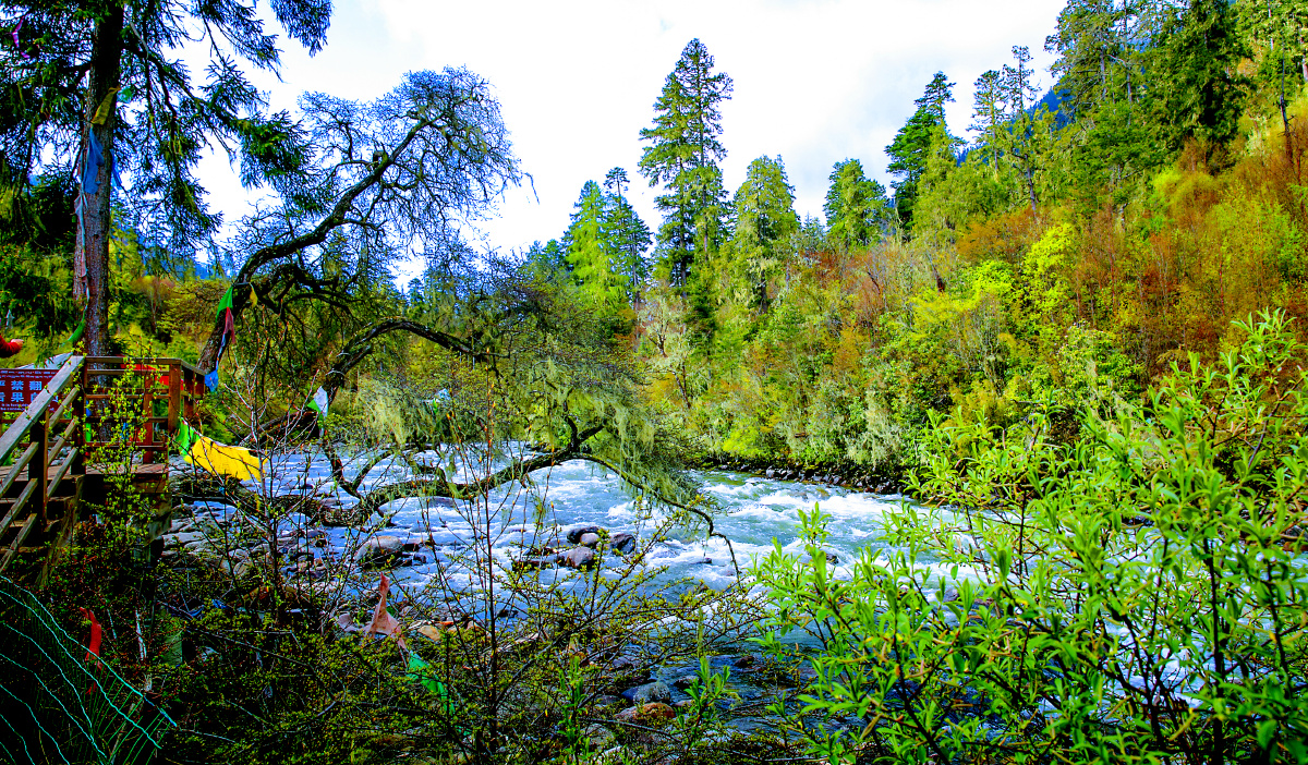 西藏小江南林芝南伊沟03