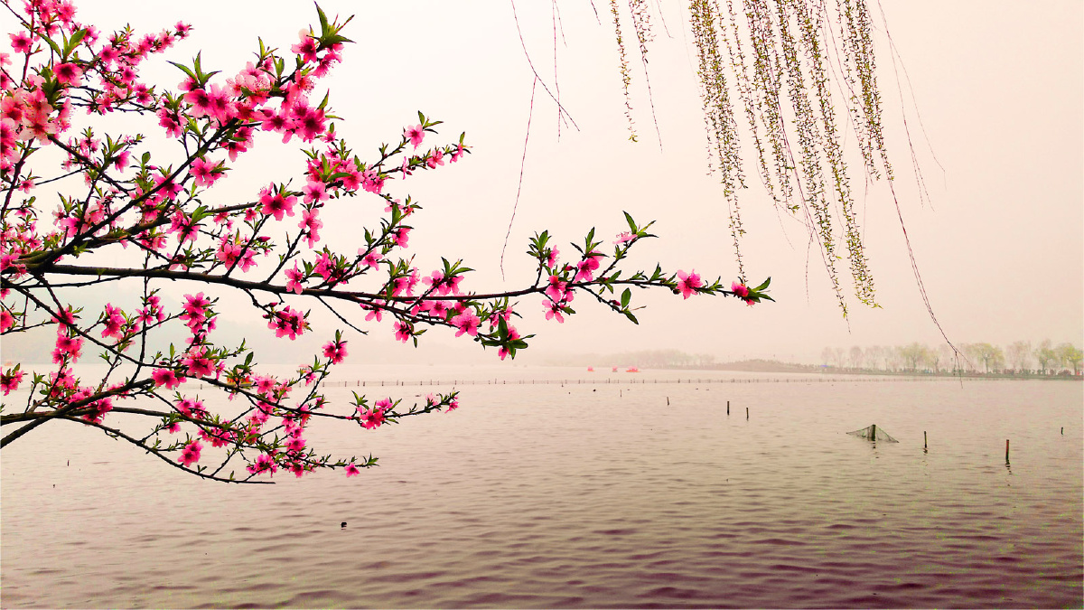 江南西湖桃花