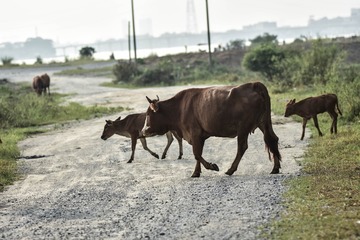 DSC_8730-1