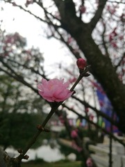 一剪梅