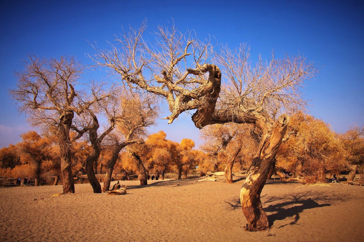 沙漠中的英雄树额济纳胡杨树一千年不死死后一千年不倒倒后一千年不朽