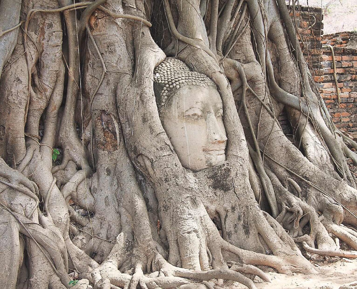 泰国的树抱佛头奇观