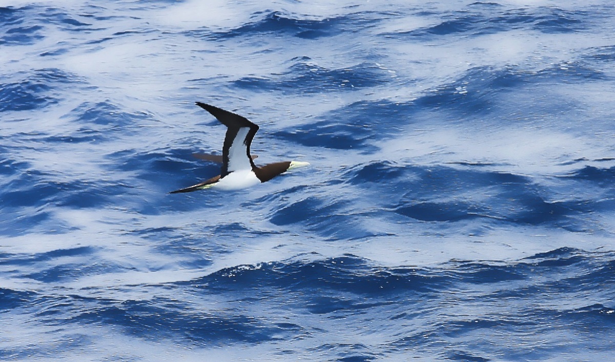 翱翔于蓝天大海间的海鸟