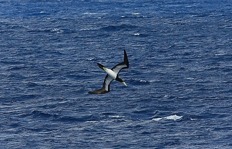 翱翔于蓝天大海间的海鸟