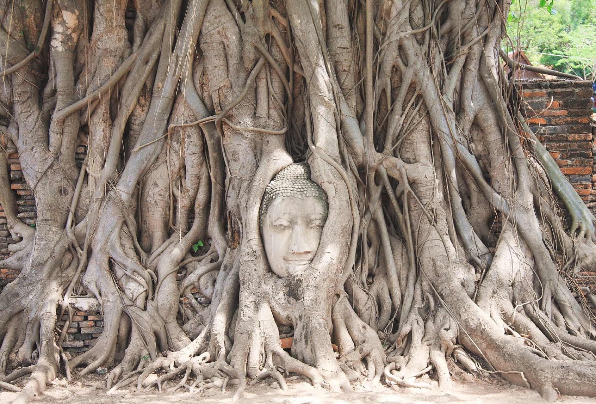 泰国的树抱佛头奇观