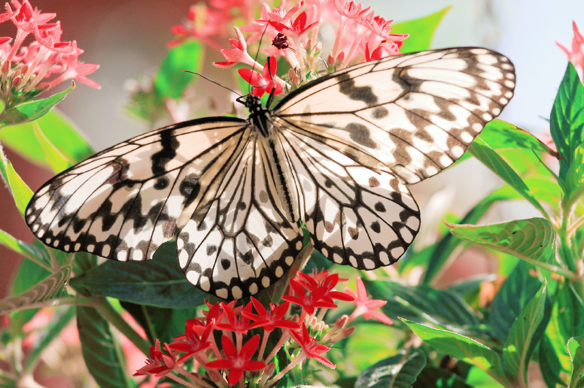 斑蝶- 文哥382 - 图虫