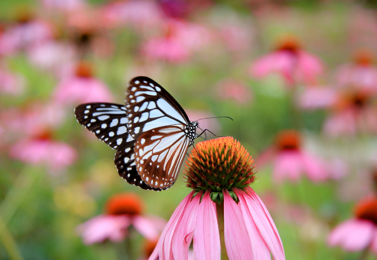 斑蝶- 文哥382 - 图虫