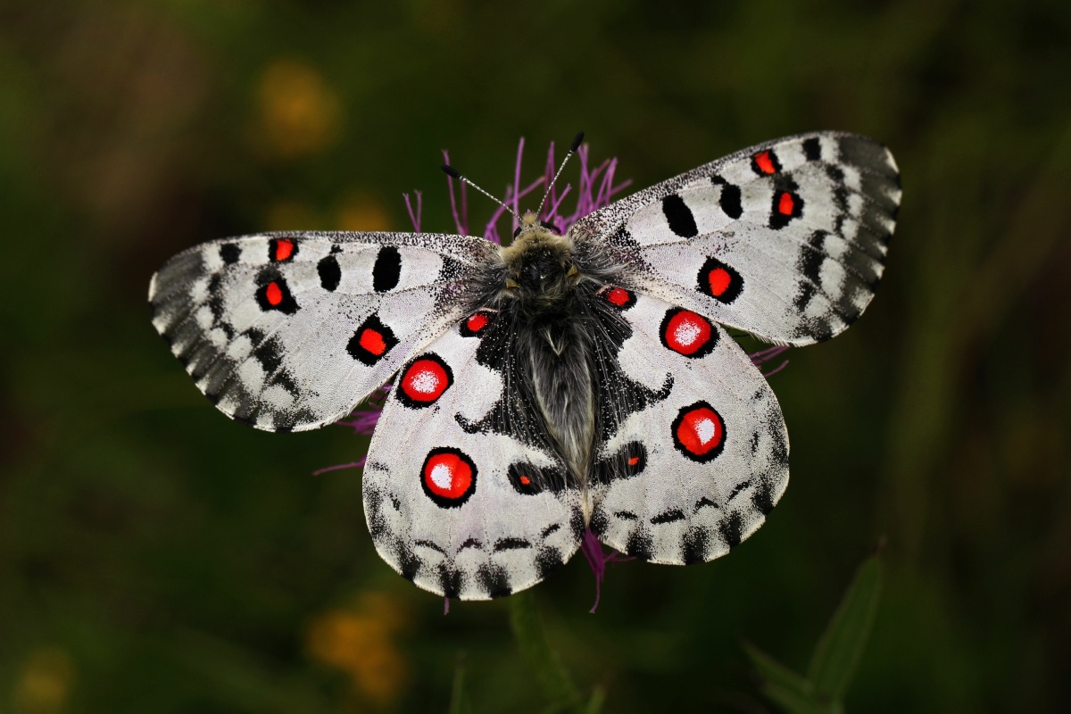 内蒙古草原绢蝶国家保护物种